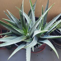 Aloe Vera
