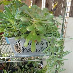 Mix Natural Suculent Plants 