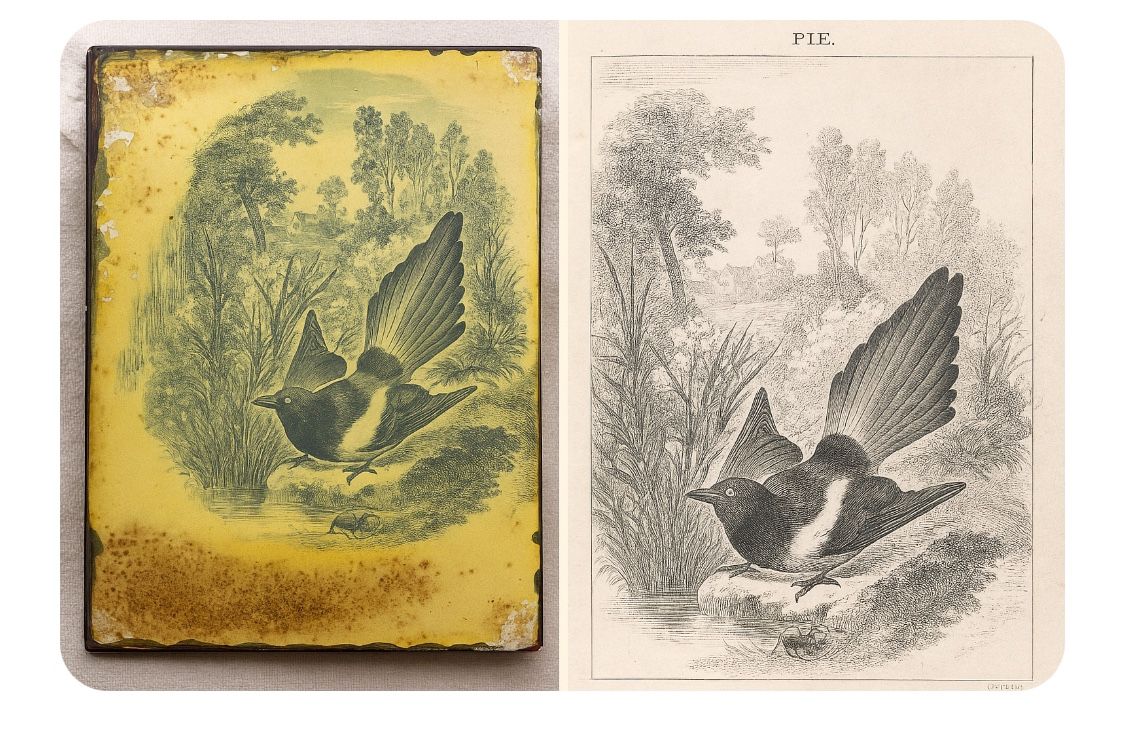 Antique Tin Lithograph Wall Art β Magpie Bird β 1853 Le Maout Illustration β Rustic Vintage Metal Nature Decor