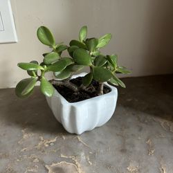 Small White Ceramic Pot with Jade Plant.  Pot Dimensions In Pics. 