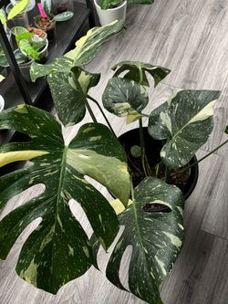 Big Monstera Thai Constellation