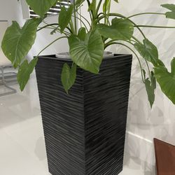 Pot With Plant, Size Pot 26.5”x 13.5”