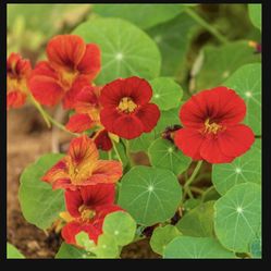 Flowers Plants Tools 