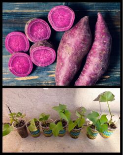 All Seven Purple Sweet Potato Plants