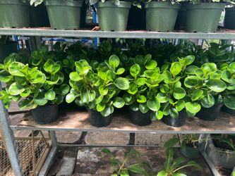 Peperomia in 6” pot. SPECIAL PRICE 🤩