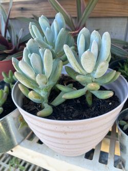 Succulent plant