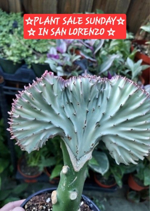 Today !! PLANT SALE SUNDAY IN SAN LORENZO STARTS AT 1PM