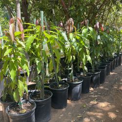 5 Gallon Size- Jujube Trees- Sapote Trees- Lemon Guava Trees-  Cherimoya Trees- Mango Trees- Persimmon Trees- Passion Fruit Vines 