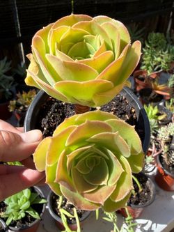 Succulents Plants 🪴
