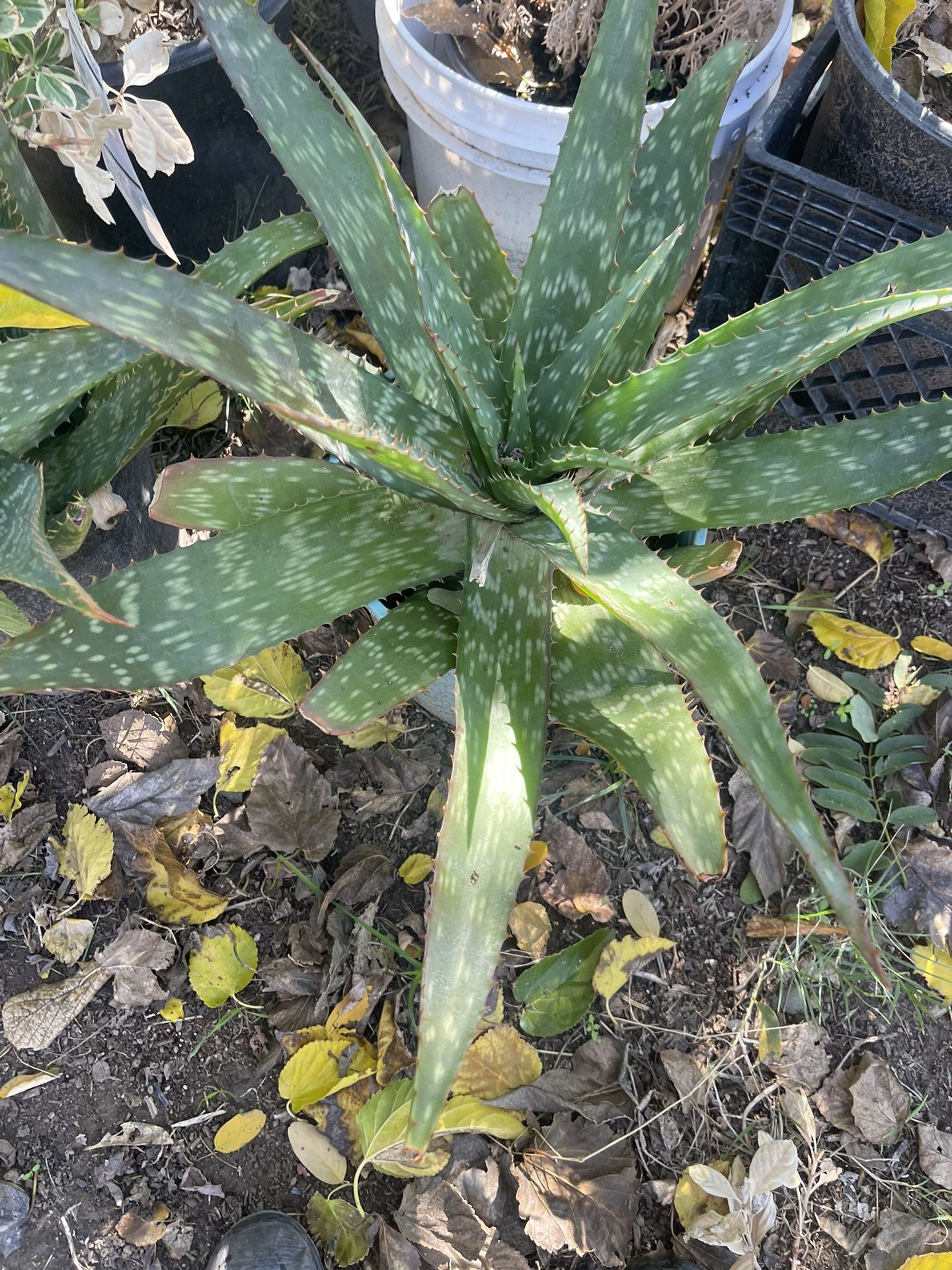 Aloe Vera Plant $5