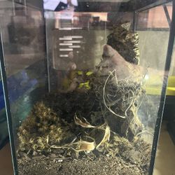 Aquariums For Reptiles Or Terrariums