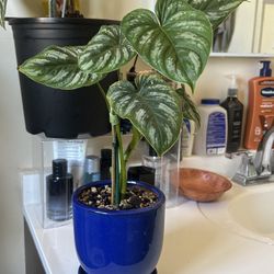 Philodendron  Mamei in Blue Ceramic Pot