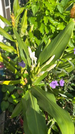 White Ginger Lily Plant