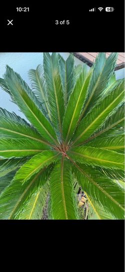 Sago Palm