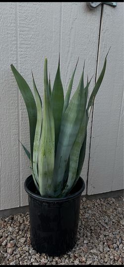 Smooth Agave Plant
