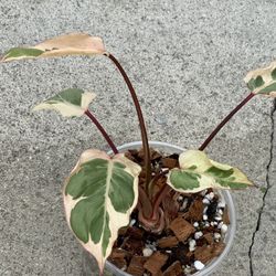 Homalomena Marshmallow Variegated 