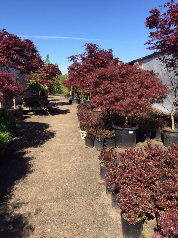 Lopez Nursery Everything 50 Off For In Vancouver Wa Offerup 0sold