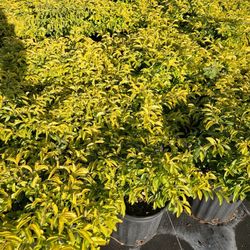 golf mount duranta silver bottom wood, ornamental plants