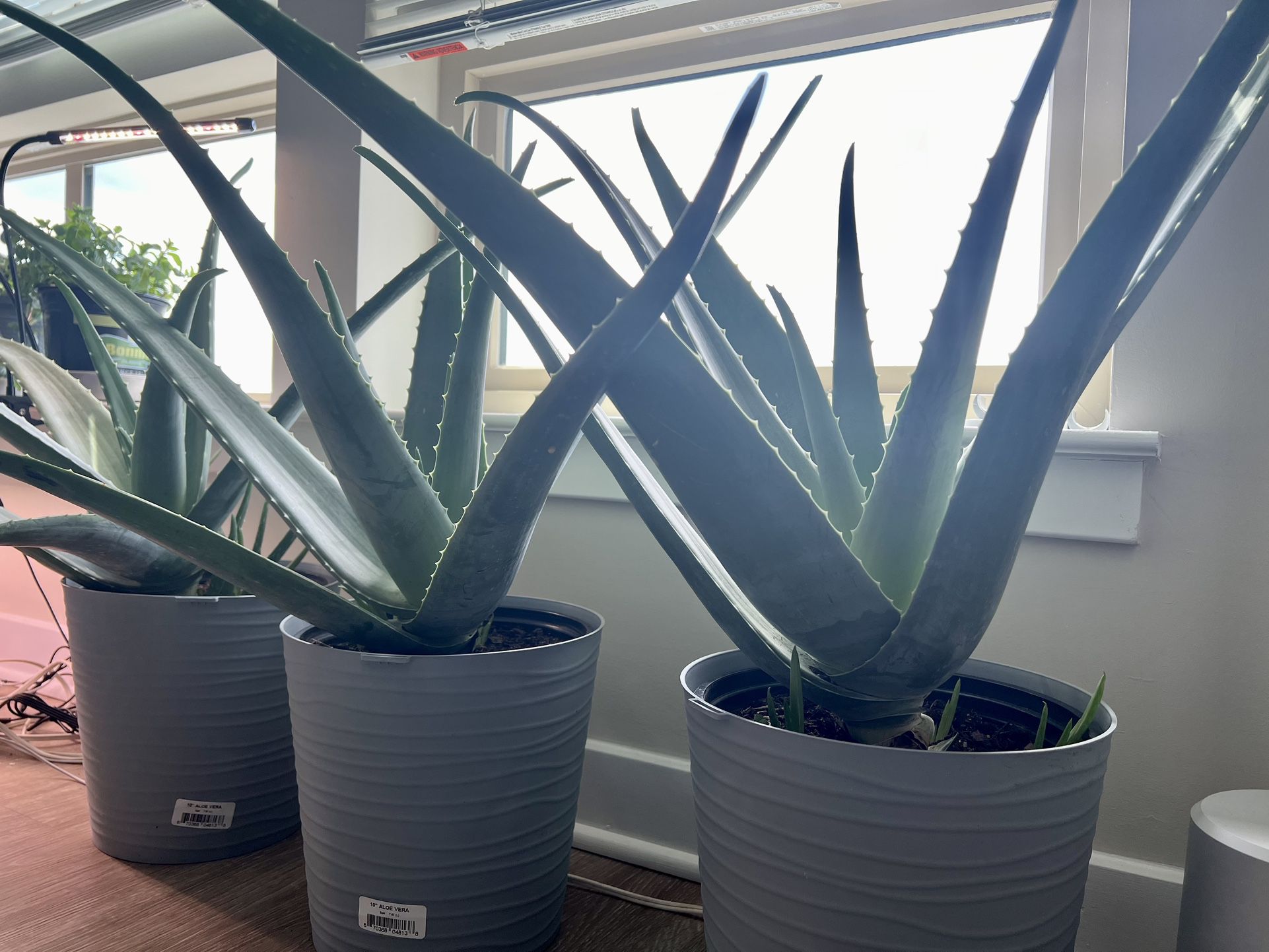 Big Aloe Vera plant 24 Inches Tall $40 Each / 3 Available 