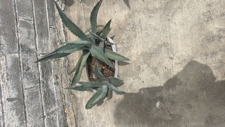 two agaves