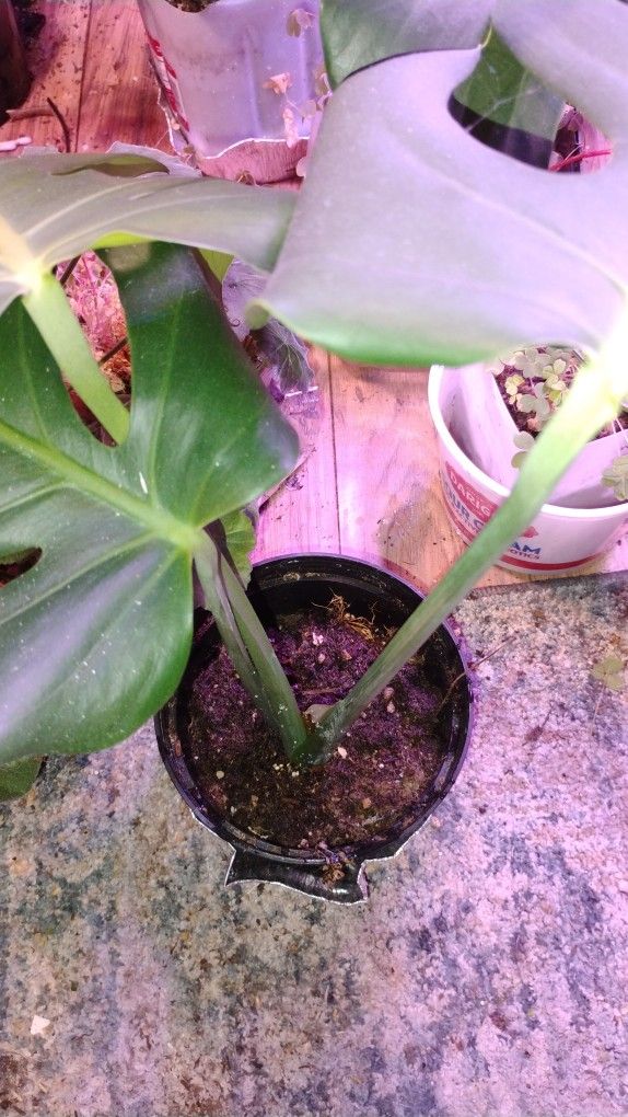 Indoor Plant