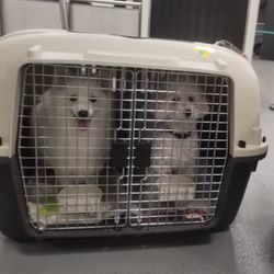 Pet Airline Transport Cage