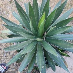 Agave Shave
