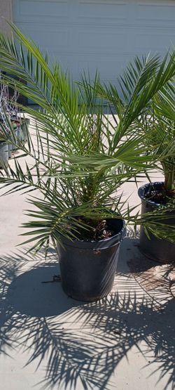 Canary palms 🌴