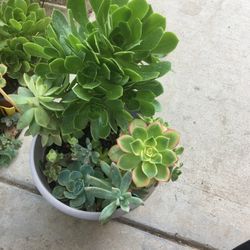 Assorted Plants