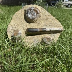 Ammonite And Orthoceras Fossil Plate