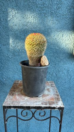 Live Barrel Cactus in Pot