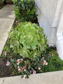 Big Succulent, Healthy And Robust