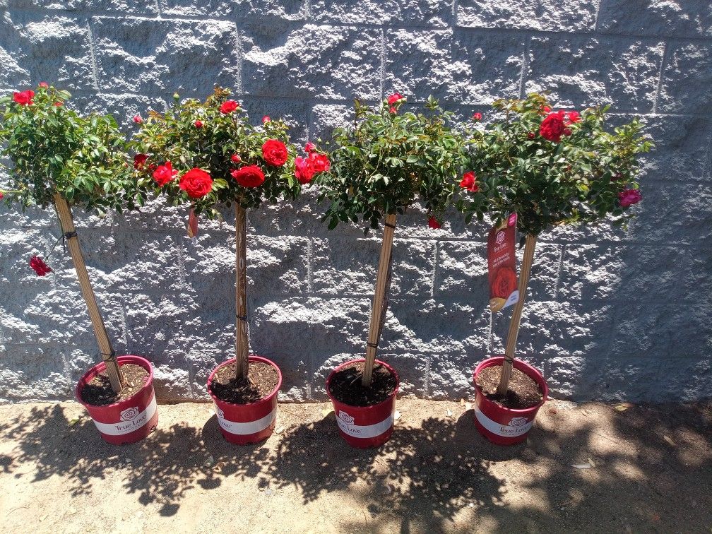 Rosetrees! (4)