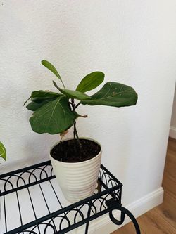 Fig plant available
