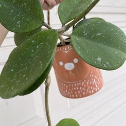 Hoya Obovata Splash Plant With Cute Hanging Pot