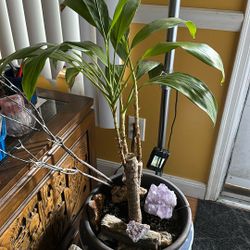Green Leaf Ti Hawaiian plant