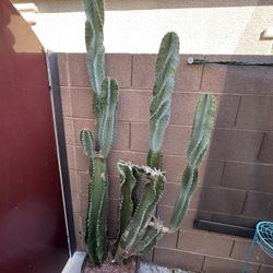 🌵 Six Foot Tall Spiral Cereus Cactus With 6 Tips 🌵 