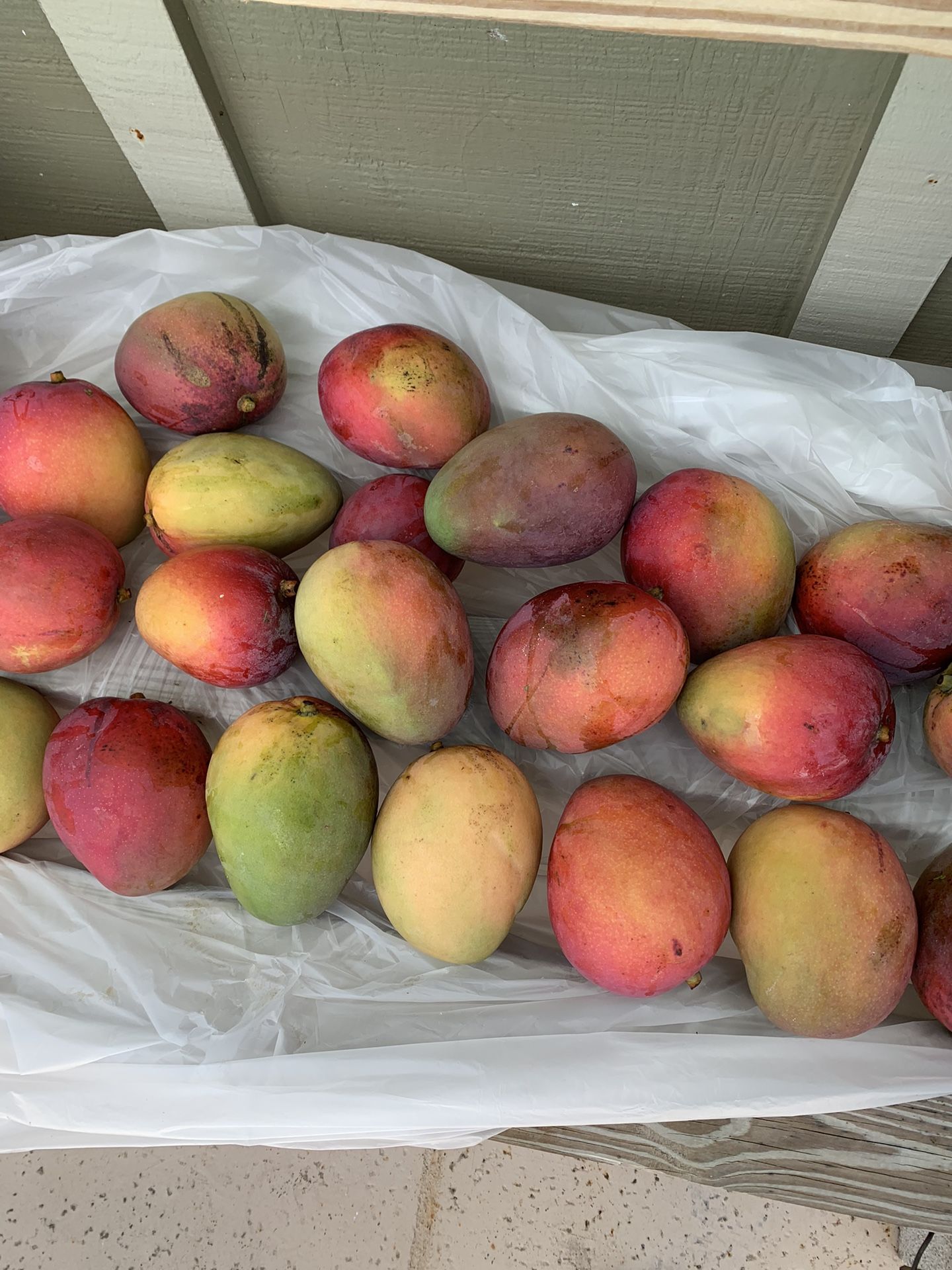 Mangos /$0.50 Cent Cada Mango