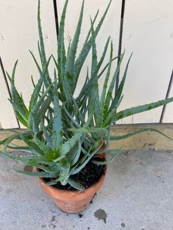 Very healthy aloe Vera plant for sale 4 stems in a container $25