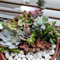 Succulent Arrangement