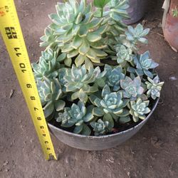 Succulent