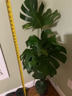 Live plant!! ~4ft Huge ~15” split leaf monstera deliciosa; exact plant; 95820
