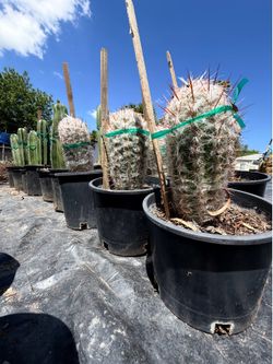 🌵 Old Man Cactus – Big & Beautiful 🌵