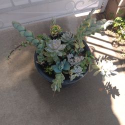 Succulents 