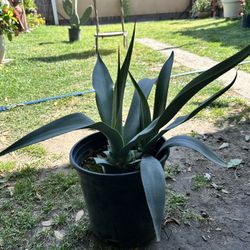 Agave