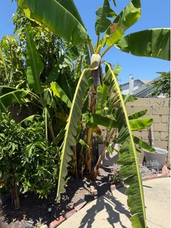 Desi Asian Banana plant