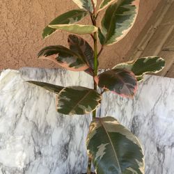 HERMOSAS PLANTAS NATURALES “PINK RUBBER PLANT “