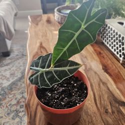 Alocasia Polly 