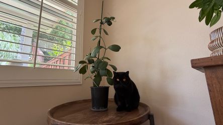 Hoya Kerrii