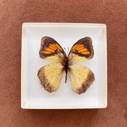 Yellow Orange Tip Butterfly Specimen in Acrylic Block